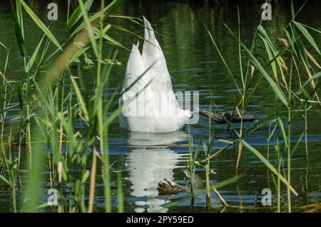 Cygne. Fermez wiev sur le cygne blanc avec sa tête sous l'eau sur le fleuve dans les roseaux. Banque D'Images