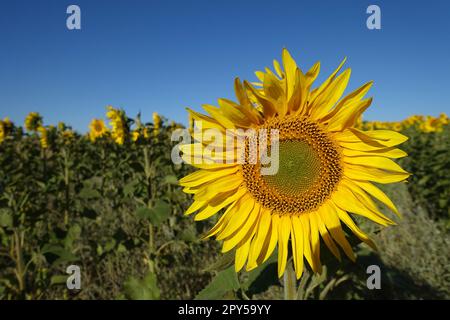 gros plan vidéo de milliers de tournesols qui fleurissent dans un champ de tournesol Banque D'Images