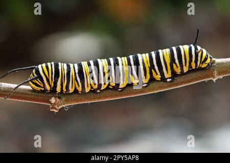 monarch papillon pupa Banque D'Images