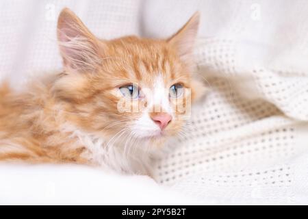 Portrait de magnifique orange gingembre doux cheveux longs mongrel chat chatte chatte allongé sur le coton blanc à la maison. Banque D'Images