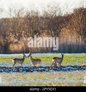 Couple de cerfs du ROE se tenant de près les uns des autres Banque D'Images