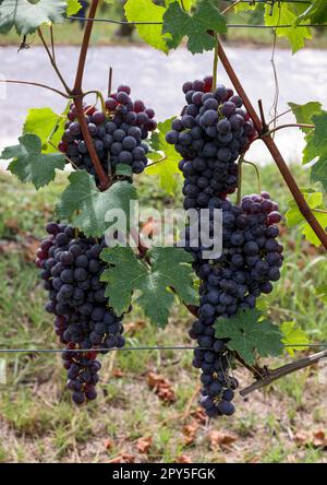 Beau bouquet de raisins noirs nebbiolo avec des feuilles vertes dans les vignobles de Barolo, Italie Banque D'Images