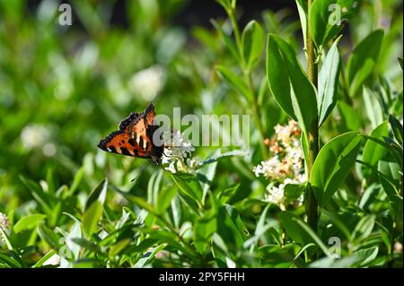 Petit papillon tortoiseshell sur la plante dans la nature Banque D'Images