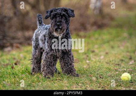 un chien avec une balle de tennis joue dans la prairie, petit schnauzer noir Banque D'Images