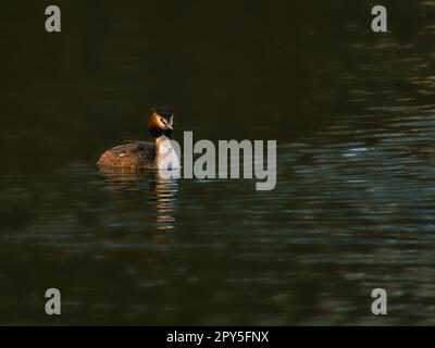 Le Grand Grebe à crête était oiseau de l'année 2001 en Allemagne et en Autriche Banque D'Images