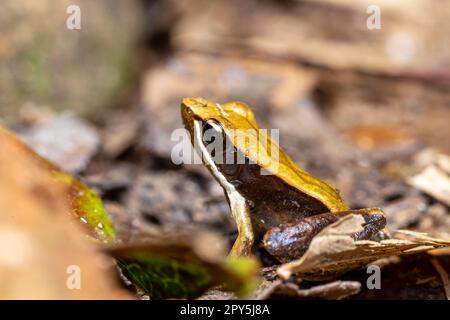 Mantidactylus melanopleura, Parc national d'Andasibe-Mantadia, faune de Madagascar Banque D'Images