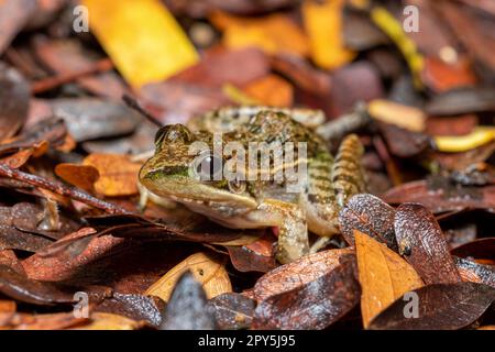 Grenouille à herbe Mascarene, Ptychadena mascareniensis, Tsingy de Bemaraha, Madagascar faune Banque D'Images