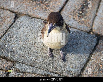 Boucherbird gris, Cracticus torquatus, peut-être juvénile Banque D'Images