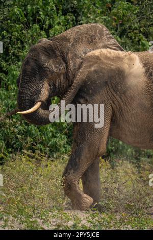 Gros plan de l'éléphant de brousse africain qui s'équile de la poussière Banque D'Images