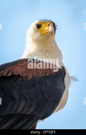 Gros plan sur l'aigle à poissons africains qui est en train de regarder vers le bas Banque D'Images