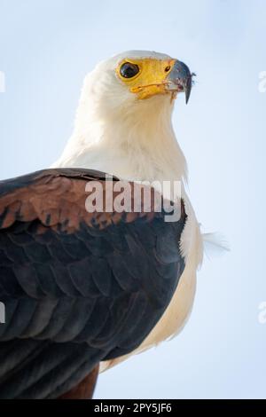 Gros plan de la caméra d'observation des aigles africains Banque D'Images