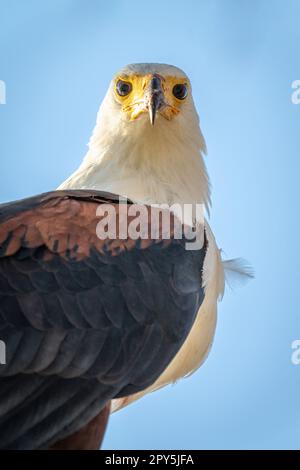 Gros plan de la caméra d'observation de l'aigle des poissons africains Banque D'Images