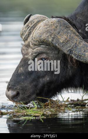 Gros plan de l'alimentation des buffles du Cap dans la rivière Banque D'Images