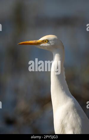 Gros plan de la tête et du cou de l'aigrette de bétail Banque D'Images