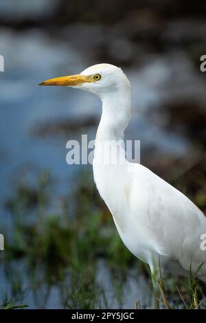 Gros plan de l'aigrette de bétail en profil Banque D'Images