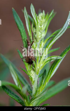 Un prédateur de longhorn bush Himacerus apterus sur une plante. Banque D'Images