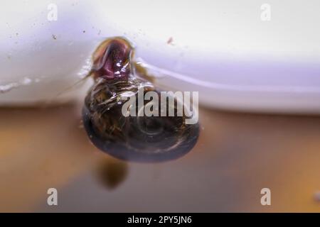 Un escargot de corne de poteau sur le panneau de verre d'un aquarium. Banque D'Images