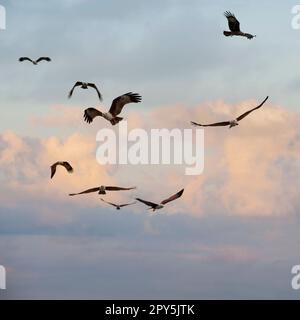 Brahminy Kite (Haliastur indus) Banque D'Images