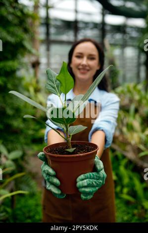 Portrait de jeune femme jardinier tenant une plante en pot Banque D'Images