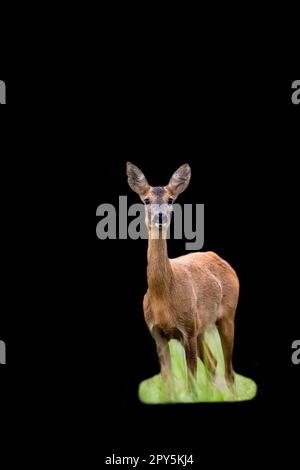 Cerf de Virginie sur fond noir Banque D'Images