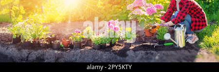 Gardner tenant dans ses mains sprout de fleur. Banque D'Images