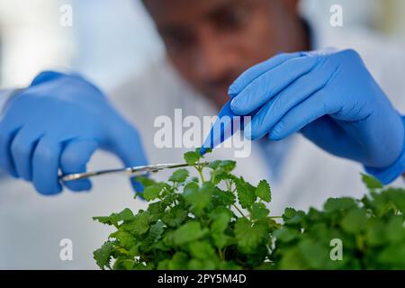 Il faut couper un peu. un scientifique méconnaissable portant des gants de protection et coupant une plante avec des ciseaux à l'intérieur d'un laboratoire. Banque D'Images