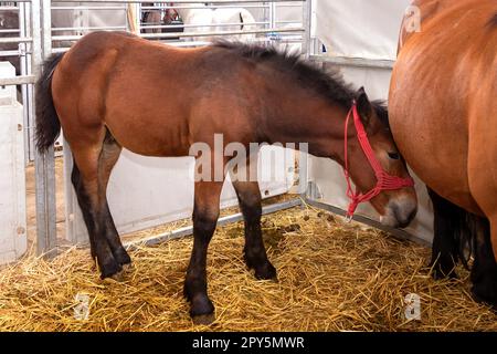 Jeune cheval dans ferme stable Banque D'Images