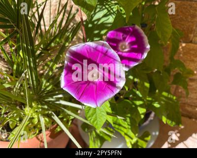 Tricolore Morning Glory, Ipomoea, tricolore Banque D'Images