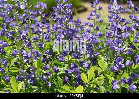 Faerberhuelse, Baptizia tinctoria, ist eine wichtige Heilpflanze mit blauen Bluten und wird viel in der Medizin verwendet. Sie ist eine Staude und ge