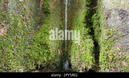 Banja Koviljaca, Serbie, Guchevo, Loznica. Printemps trois sources. Eau minérale naturelle de guérison qui coule du mont Guchevo. La mousse et les lichens sur la roche. Gouttes d'eau. Banque D'Images