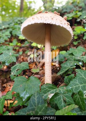 Le champignon du parasol Macrolepiota procera est une espèce de champignons de la famille des champignons. Les corps de fruits sont en forme de calotte, au centre. Saprotroph, pousse sur des sols sableux dans des forêts légères dans des clairières et des bords Banque D'Images