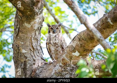 Grand hibou à cornes avec un camouflage parfait sur un arbre, face à la caméra, Pantanal Wetlands, Mato Grosso, Brésil Banque D'Images