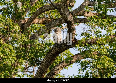 Grand Potoo avec un camouflage parfait dans un arbre, Pantanal Wetlands, Mato Grosso, Brésil Banque D'Images