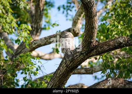 Grand Potoo avec un camouflage parfait dans un arbre, Pantanal Wetlands, Mato Grosso, Brésil Banque D'Images