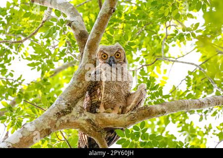 Vue à angle bas de la grande chouette à cornes perchée dans un arbre, face à la caméra, Pantanal Wetlands, Mato Grosso, Brésil Banque D'Images