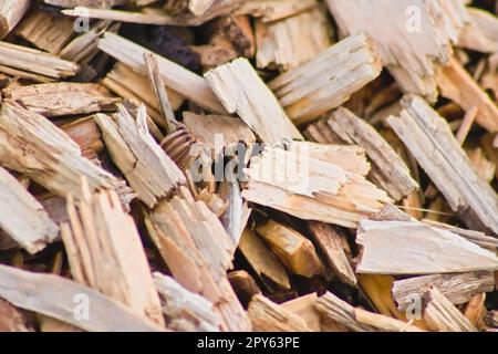 Beaucoup de copeaux de bois comme arrière-plan en bois en gros plan montre les ressources renouvelables et les matériaux durables avec des copeaux de bois et des coupes de bois recyclage pour les terrains de jeux et les matériaux de chauffage de pastilles Banque D'Images