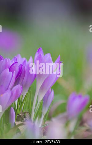 La fleur de crocus en filigrane rose fleurit dans l'herbe verte pour les sentiments de printemps bienvenus les insectes comme les abeilles au printemps en février, comme macro avec fond flou dans le paysage de jardin fleuri violet Banque D'Images