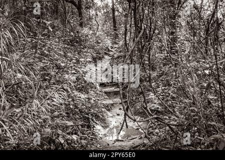 Sentier de randonnée dans la forêt tropicale naturelle Ilha Grande Brésil. Banque D'Images