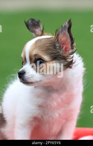 chihuahua de 12 semaines dans l'herbe Banque D'Images