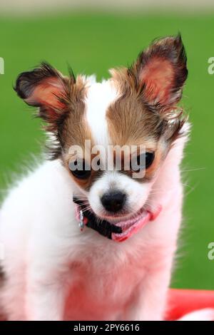 chihuahua de 12 semaines dans l'herbe Banque D'Images