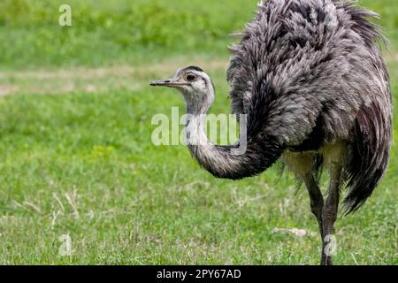 Vue latérale d'un Rhea ou Nandu contre le champ vert, Pantanal Wetlands, Mato Grosso, Brésil Banque D'Images