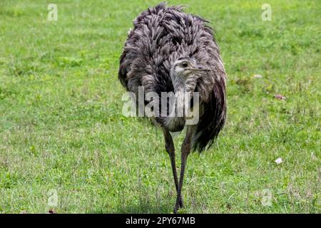 Gros plan d'une tête montante de Rhea ou Nandu dans un habitat naturel, Pantanal Wetlands, Mato Grosso, Brésil Banque D'Images