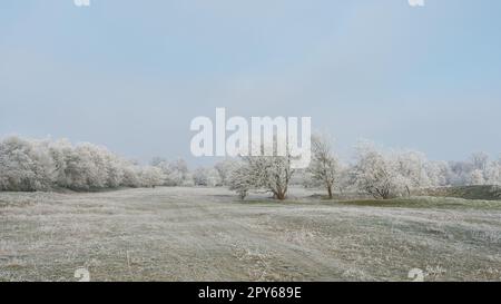 Paysage panoramique avec l'aubépine Crataegus monogyna dans un parc public près de Magdeburg en Allemagne, par une froide journée d'hiver Banque D'Images