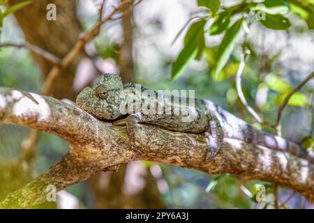 Chameleon d'Oustalet, Furcifer oustaleti, réserve communautaire d'Anja, faune de Madagascar Banque D'Images