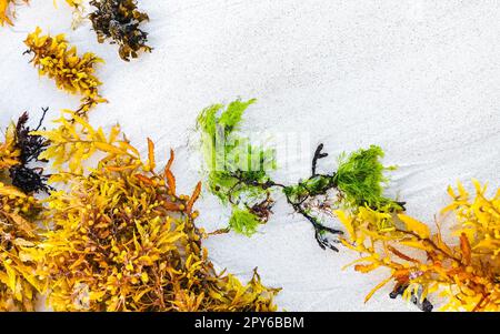 Plage de Sargazo d'algues fraîches Punta Esmeralda Playa del Carmen Mexique. Banque D'Images