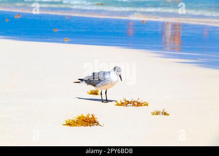 Mouette mouette mouettes marchant sur la plage de sable Playa del Carmen Mexique. Banque D'Images