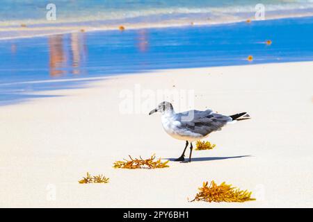 Mouette mouette mouettes marchant sur la plage de sable Playa del Carmen Mexique. Banque D'Images