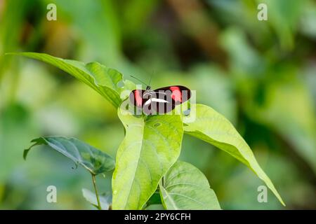 Petit papillon noir, blanc, rouge sur une feuille verte. Zones humides du Pantanal, Mato Grosso, Brésil Banque D'Images