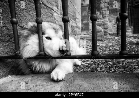 husky sibérien couché Banque D'Images