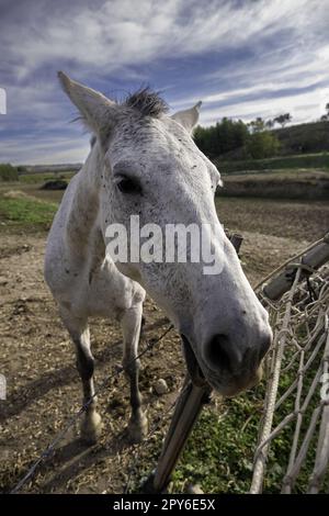 Cheval blanc dans une ferme Banque D'Images